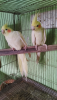 running Cockatiel pair